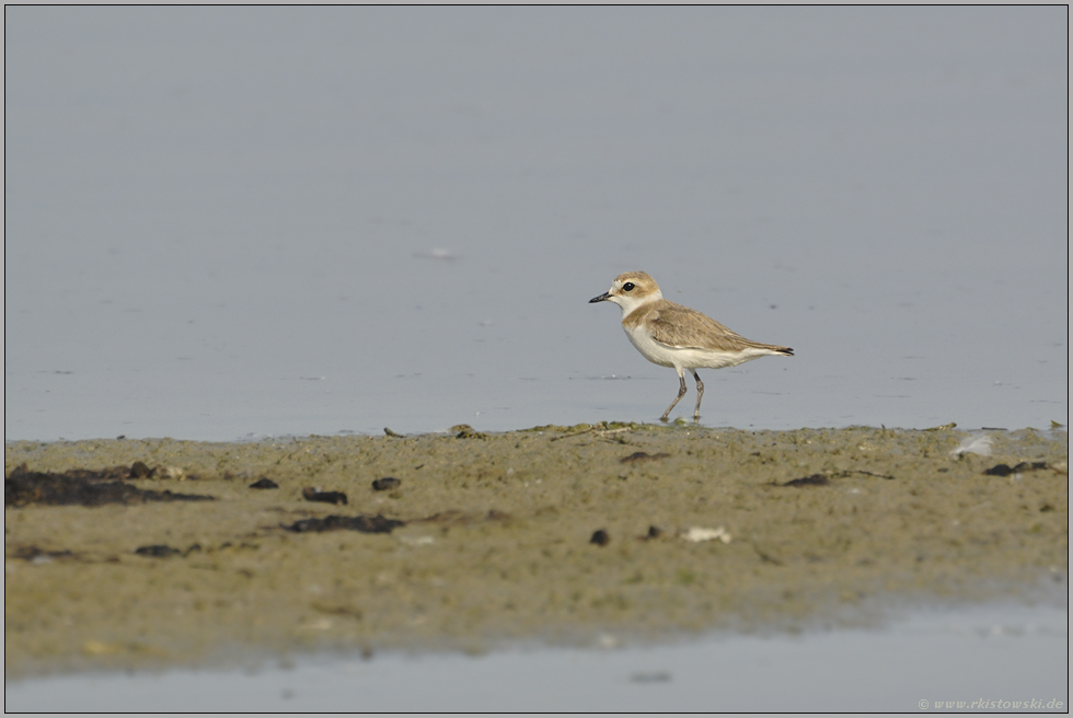 ganz bescheiden und doch sehr anspruchsvoll ...  Seeregenpfeifer *Charadrius alexandrinus*