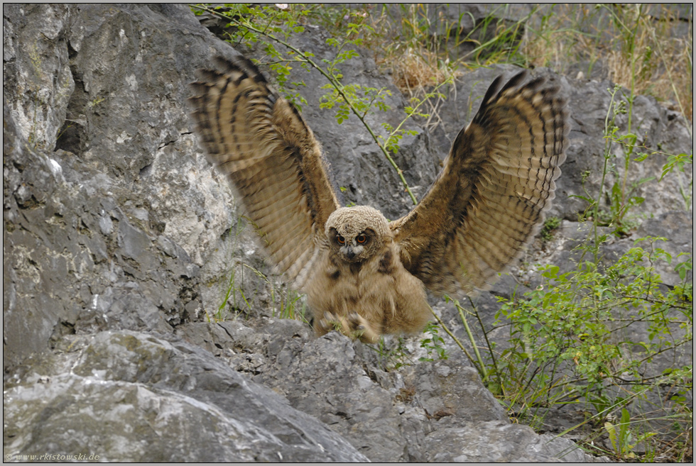 kommt ein Federknäuel geflogen... Europäischer Uhu (Ästling) *Bubo bubo*