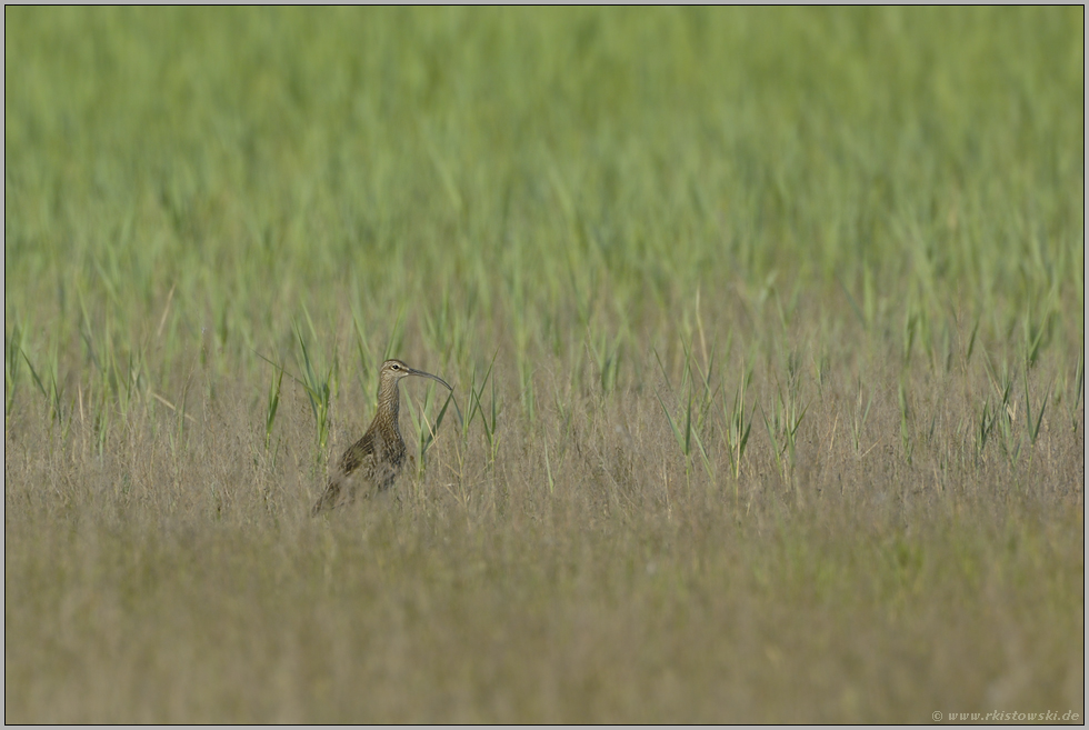 im Lebensraum... Regenbrachvogel *Numenius phaeopus*