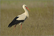 elegant "Vogel des Jahres 1984 und 1994"... Weissstorch *Ciconia ciconia*