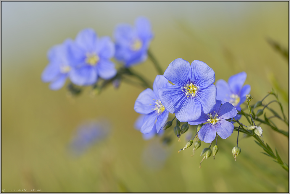 blauviolett... Österreichischer Lein *Linum austriacum*