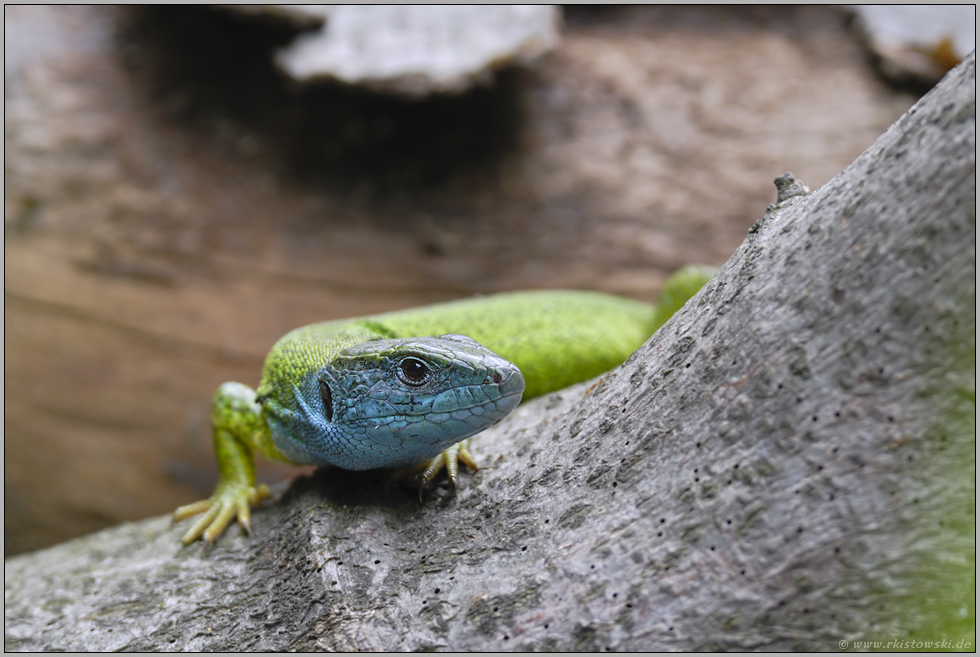 gespannt... Smaragdeidechse *Lacerta viridis*