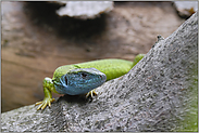 gespannt... Smaragdeidechse *Lacerta viridis*