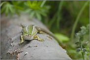 wärmeliebend... Smaragdeidechse *Lacerta viridis*