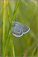 im hohen Gras... Argusbläuling *Plebejus argus*