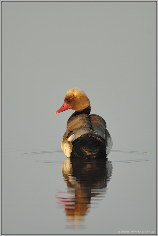 Stille am See... Kolbenente *Netta rufina*