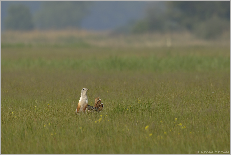 Steppenvogel... Großtrappe *Ortis tarda*