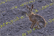 pudelnass... Feldhase *Lepus europaeus*