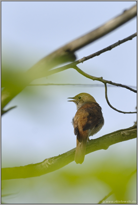 ziemlich versteckt "Vogel des Jahres 1995"... Nachtigall *Luscinia megarhynchos*