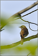 ziemlich versteckt "Vogel des Jahres 1995"... Nachtigall *Luscinia megarhynchos*