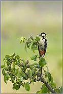 im Birn'baum... Blutspecht  *Dendrocopos syriacus*