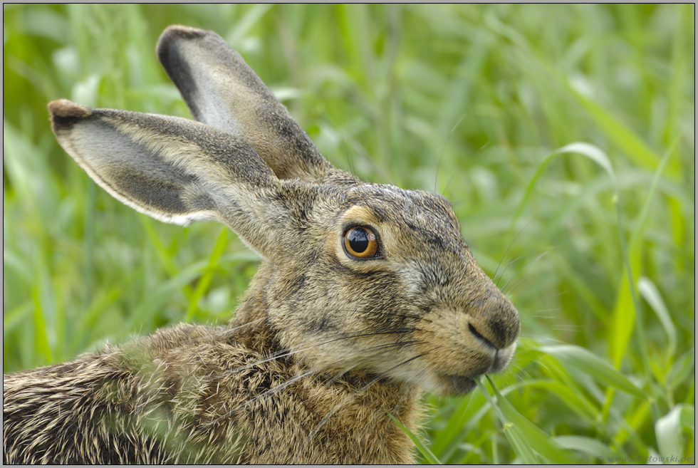 Mümmelmann... Feldhase *Lepus europaeus*