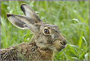 Mümmelmann... Feldhase *Lepus europaeus*