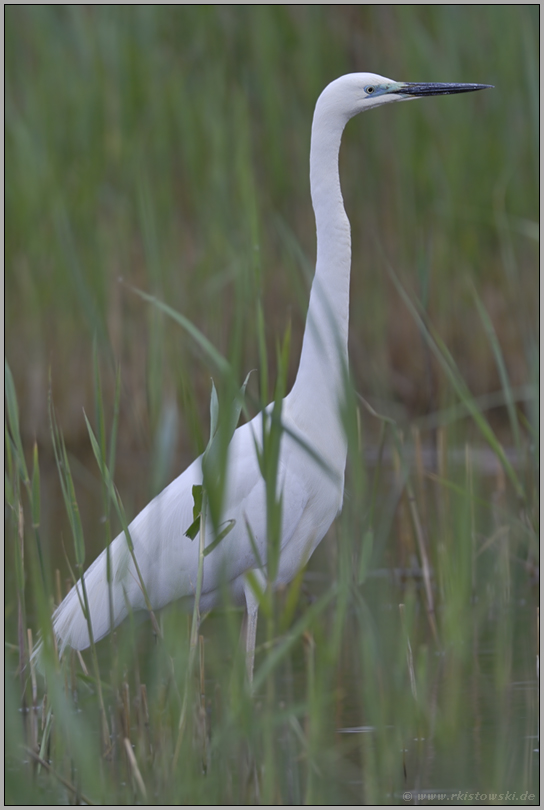 heimlich... Silberreiher *Casmeriodus albus*