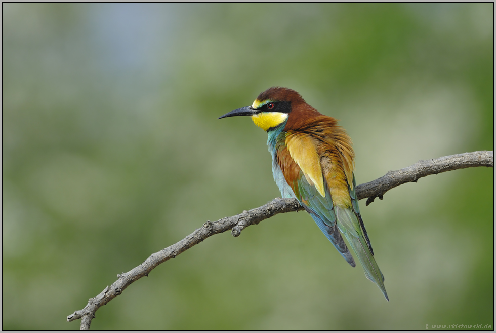 schillernd... Bienenfresser *Merops apiaster*