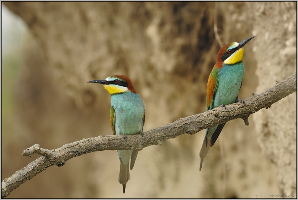 an der Abbruchkante... Bienenfresser *Merops apiaster*