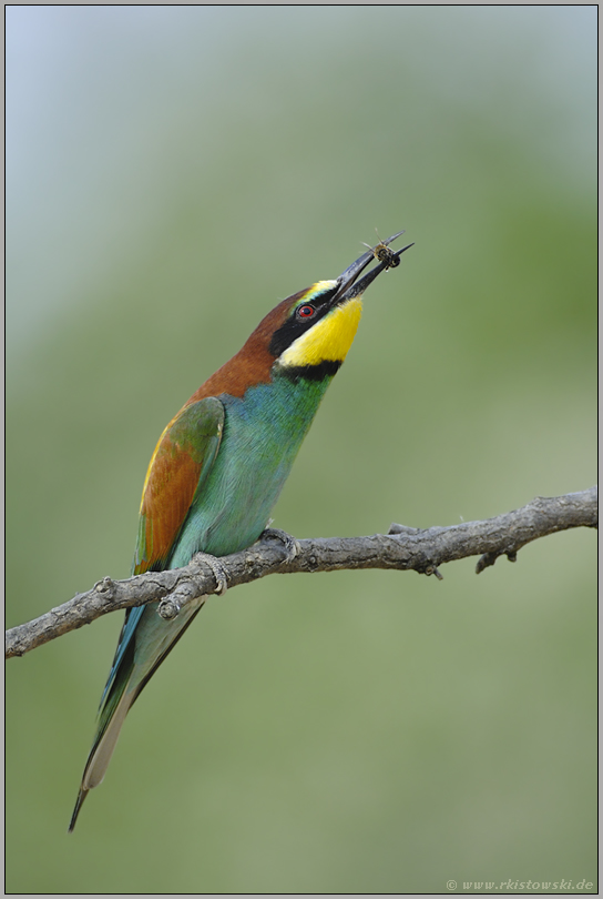 dem Namen alle Ehre... Bienenfresser *Merops apiaster*