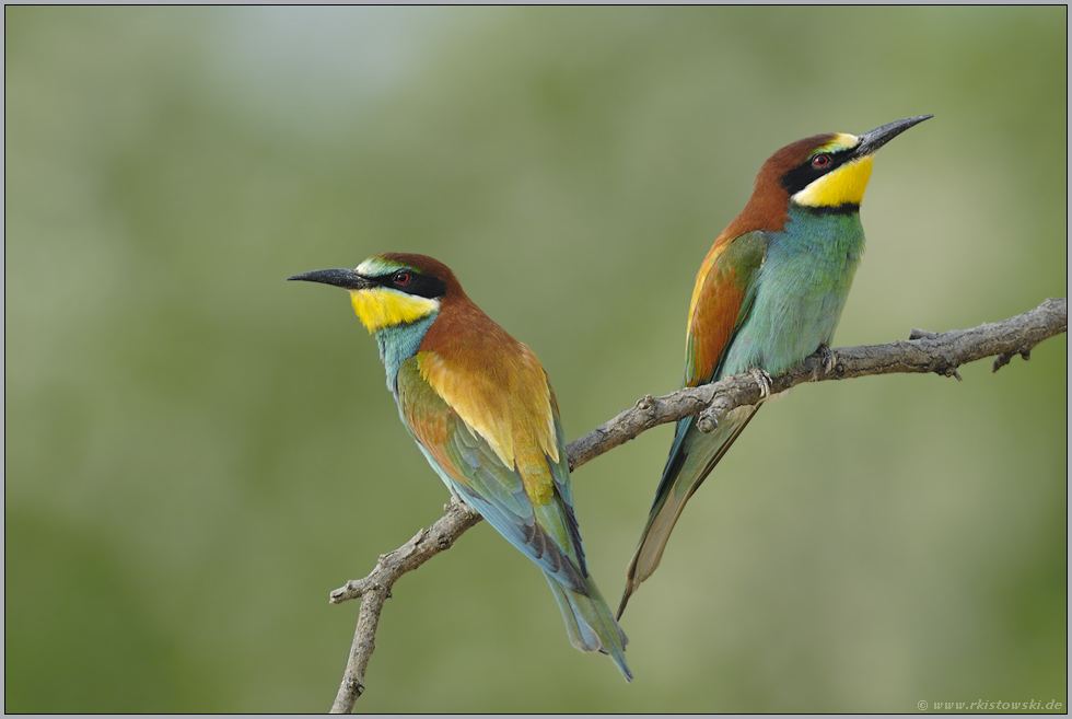 verkehrte Welt... Bienenfresser *Merops apiaster*