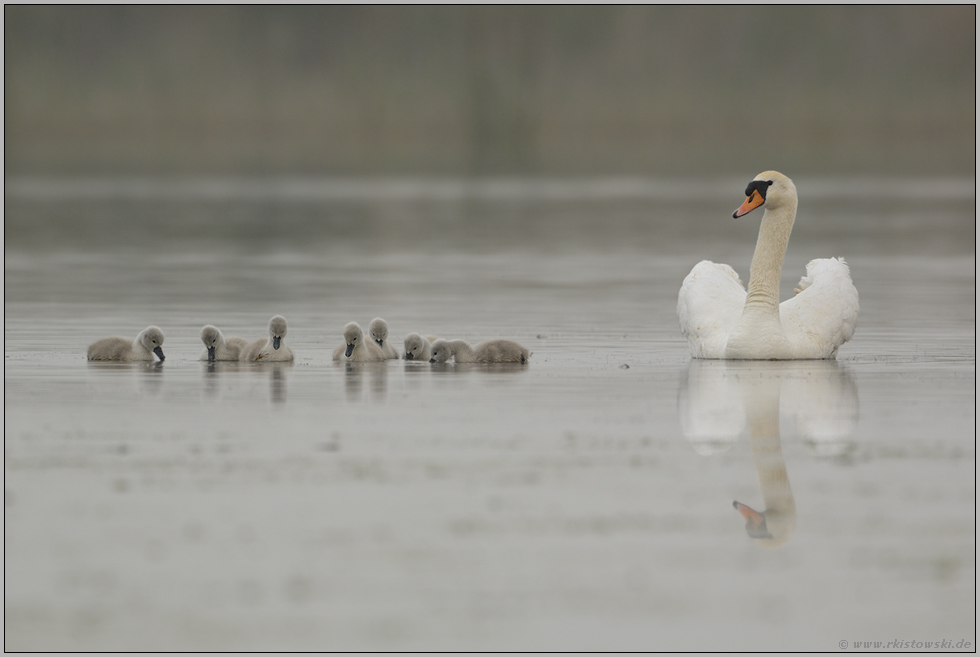 Tristesse... Höckerschwan *Cygnus olor*