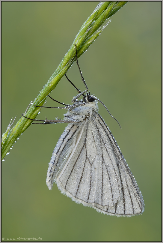 tagaktiver Nachtfalter... Hartheu-Spanner *Siona lineata*