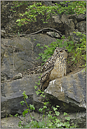 unter Beobachtung... Europäischer Uhu *Bubo bubo*