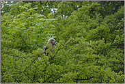 baff erstaunt... Europäischer Uhu (Ästling) *Bubo bubo*