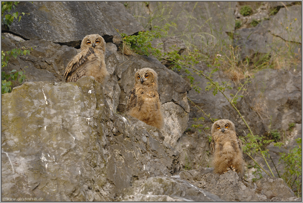 einer schaut weg... Europäische Uhus (Ästlinge) *Bubo bubo*