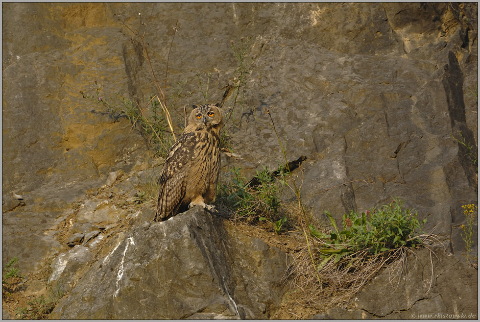 richtig erwachsen... Europäischer Uhu *Bubo bubo*