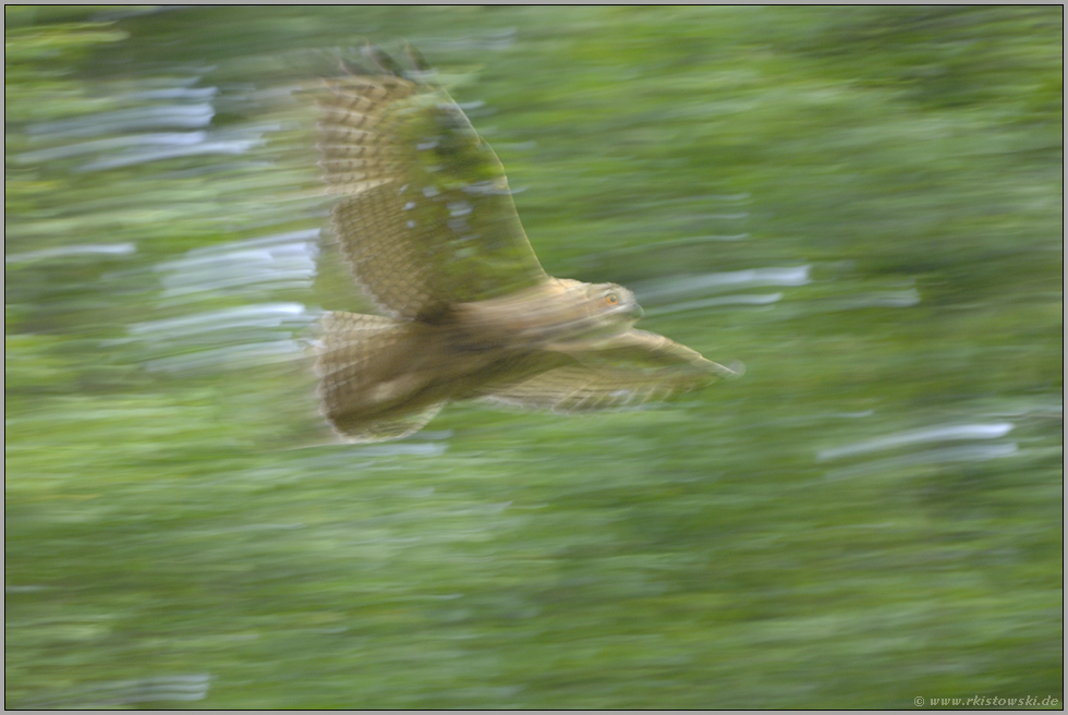 im Tiefflug... Europäischer Uhu (Ästling) *Bubo bubo*