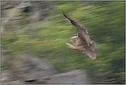 Flugshow... Europäischer Uhu (Ästling) *Bubo bubo*