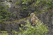 Ende Juni... Europäischer Uhu (Ästling) *Bubo bubo*