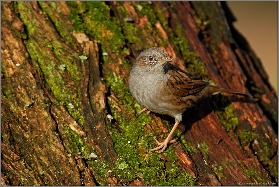 am Baumstamm... Heckenbraunelle *Prunella modularis*