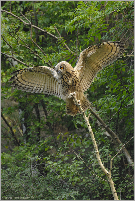 Balanceakt... Europäischer Uhu (Ästling) *Bubo bubo*