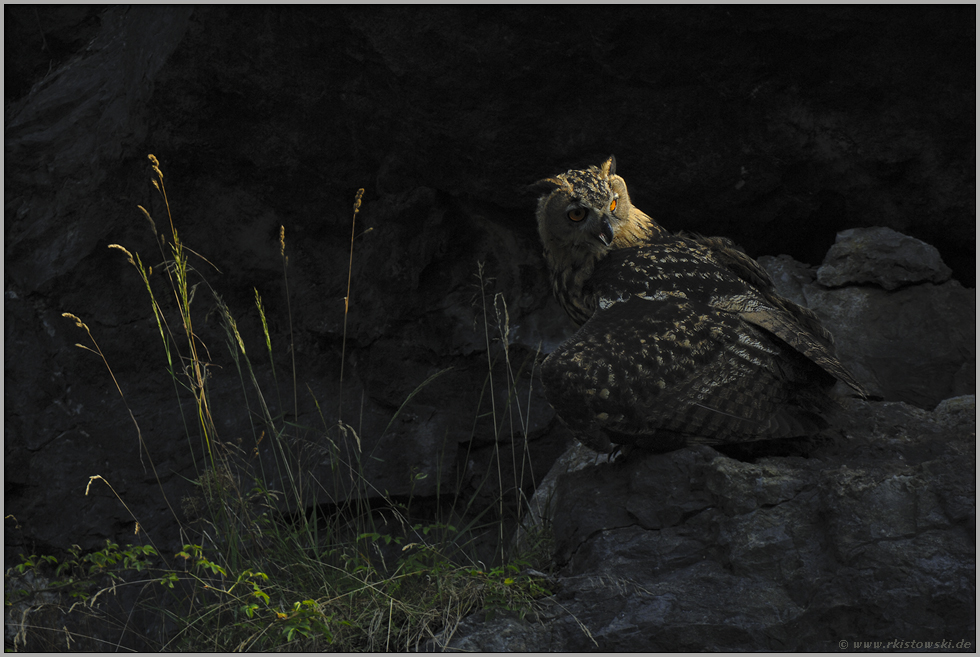 Jäger der Nacht... Europäischer Uhu *Bubo bubo*