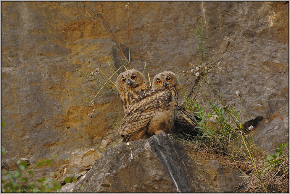 im Abendlicht... Europäische Uhus (Ästlinge) *Bubo bubo*