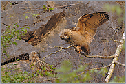 Gymnastik... Europäischer Uhu (Ästlinge) *Bubo bubo*