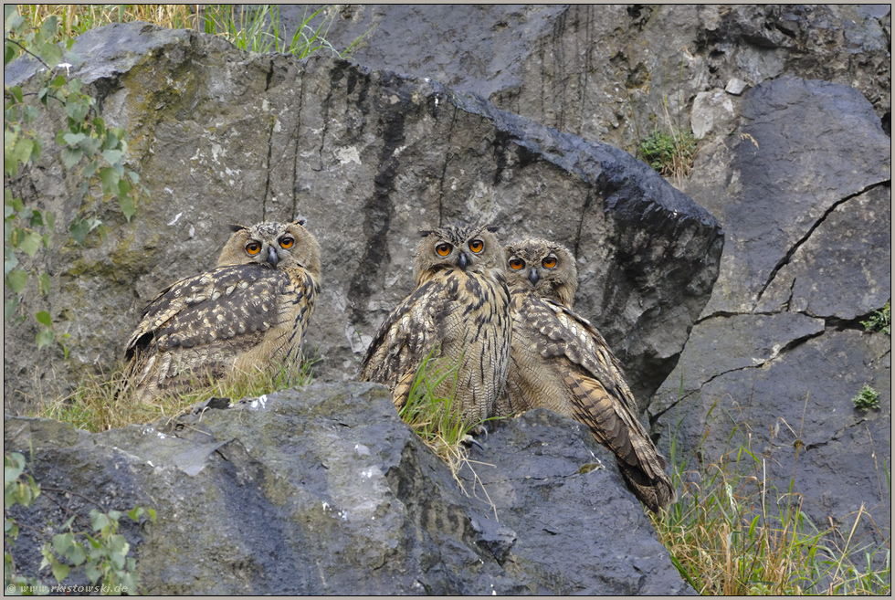 Federohren... Europäische Uhus (Ästlinge) *Bubo bubo*