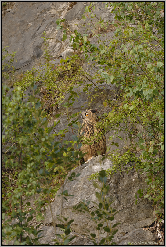 versteckt... Europäischer Uhu *Bubo bubo*