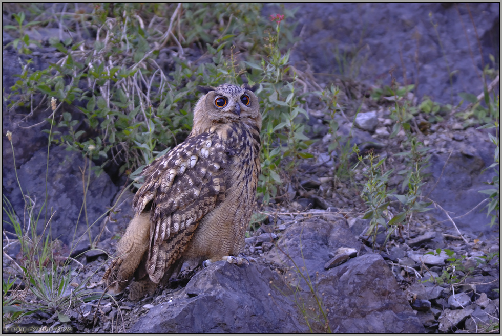 große Augen... Europäischer Uhu *Bubo bubo*