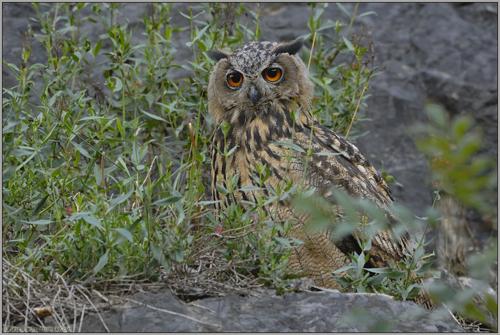 stiller, durchdringender Blick... Europäischer Uhu *Bubo bubo*