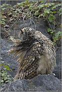 Gefiederpflege... Europäischer Uhu *Bubo bubo*