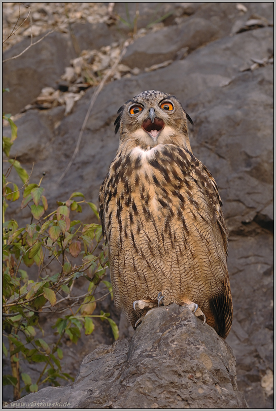 der Kehlfleck... Europäischer Uhu * Bubo bubo*