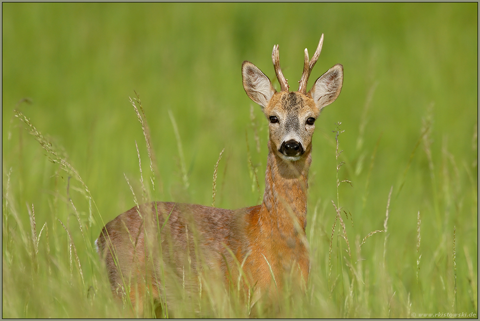 früh am Morgen...   Rehbock *Capreolus capreolus*