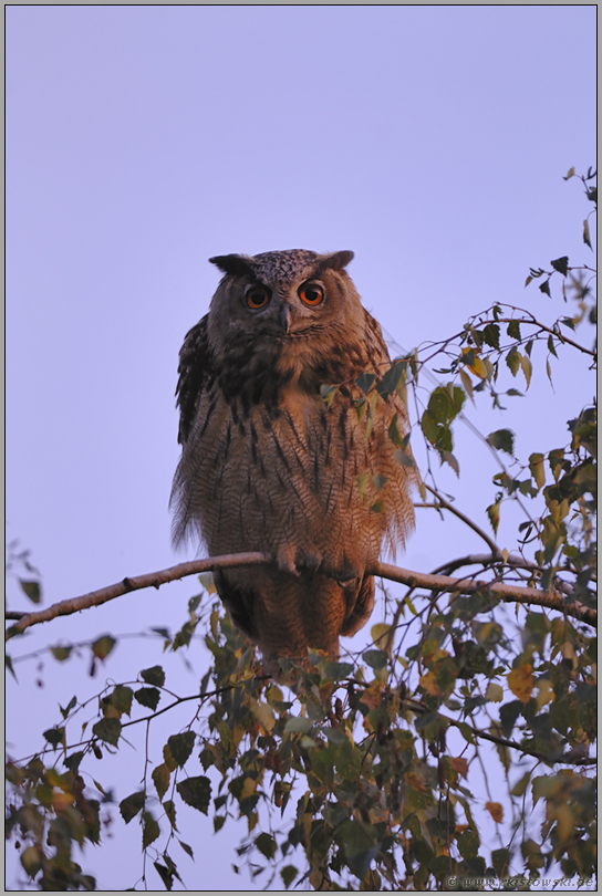 ganz nah... Europäischer Uhu *Bubo bubo*