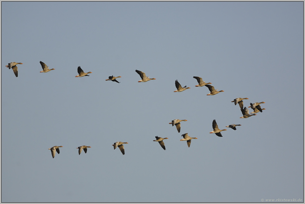 Flugformation... Graugänse *Anser anser*