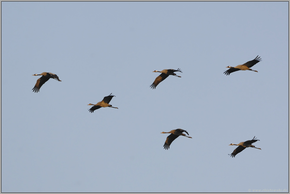 Familienverband... Kraniche *Grus grus*