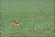 angeschlagen... Rotfuchs *Vulpes vulpes*