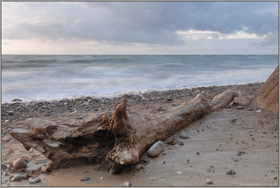 Treibgut... Ostsee *Darss*