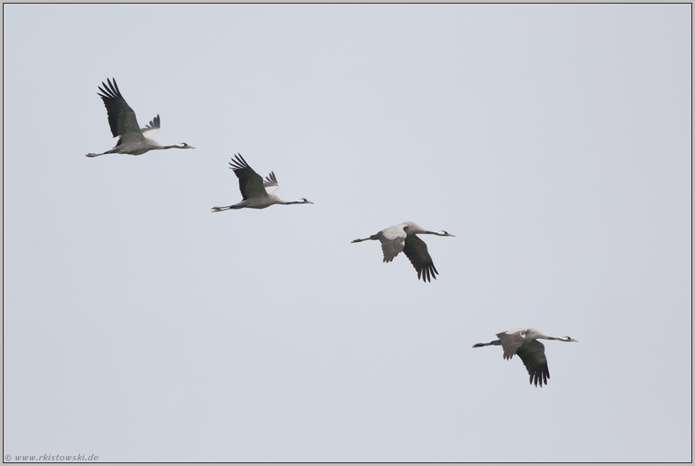 Flugstaffel... Kraniche *Grus grus*