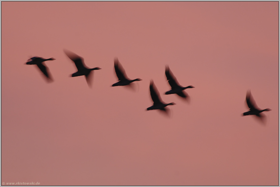 Morgenrot... Graugänse *Anser anser*